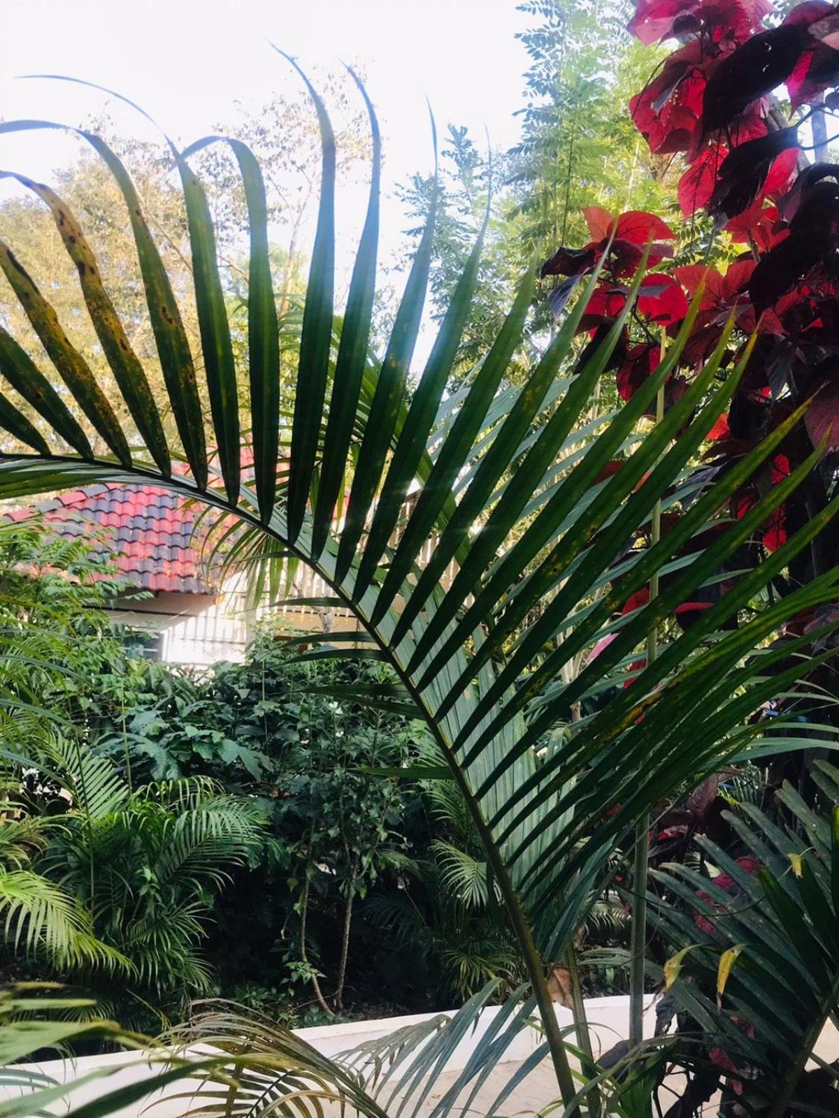Coorg Orange Blossom Resort And Spa Suntikoppa Exterior photo